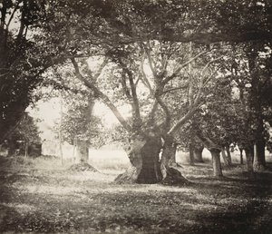 フォンテーヌブローの森の木 作： Gustave Le Gray